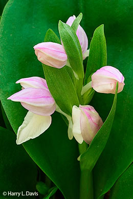 image of Galearis spectabilis, Showy Orchis