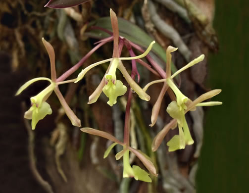 image of Epidendrum conopseum, Green-fly Orchid