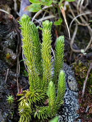 image of Huperzia appressa, Appalachian Firmoss, Appalachian Fir-clubmoss