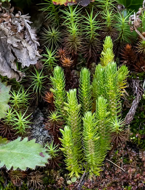 image of Huperzia appressa, Appalachian Firmoss, Appalachian Fir-clubmoss