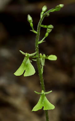 image of Neottia smallii, Kidneyleaf Twayblade, Appalachian Twayblade, Small's Twayblade