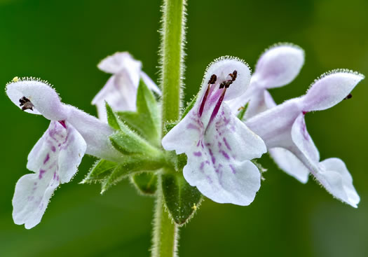 image of Stachys caroliniana, Carolina Hedgenettle