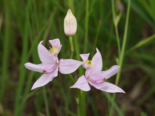 image of Calopogon oklahomensis, Oklahoma Grass-pink