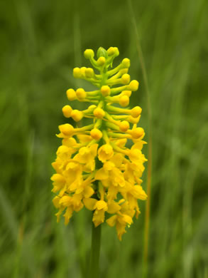 image of Platanthera integra, Yellow Fringeless Orchid, Golden Frog Orchid, Golden Fringeless Orchid, Golden Frog Arrow