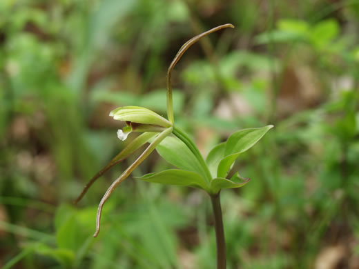 image of Isotria verticillata, Large Whorled Pogonia, Large Five-leaves