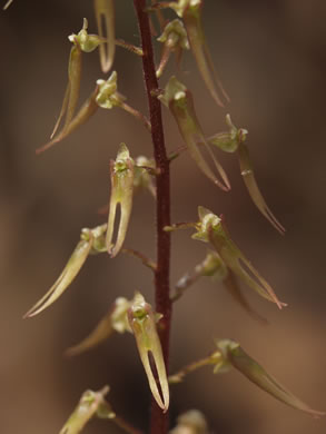 Southern Twayblade