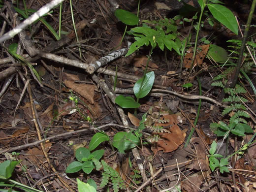 image of Malaxis spicata, Florida Adder's-mouth