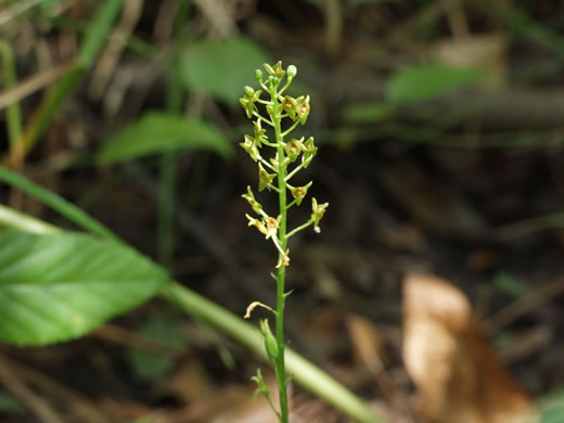 Malaxis spicata, Florida Adder's-mouth