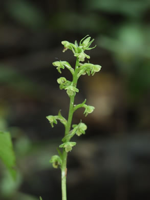 Southern Rein Orchid