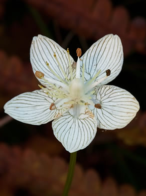 image of Parnassia caroliniana, Carolina Grass-of-Parnassus, Savanna Parnassia, Eyebright