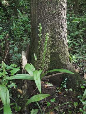 image of Platanthera flava var. flava, Southern Rein Orchid, Southern Gypsy-spike