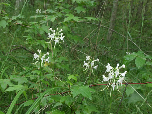 image of Platanthera integrilabia, Monkey-face Orchid, White Fringeless Orchid