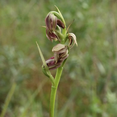 image of Orthochilus ecristatus, Spiked Medusa, Crestless Plume Orchid, Smooth-lipped Eulophia, Non-crested Eulophia