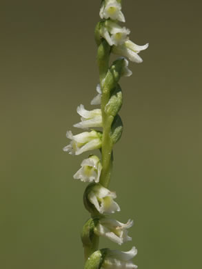 image of Spiranthes floridana, Florida Ladies'-tresses