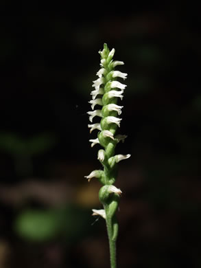 image of Spiranthes ovalis var. erostellata, Lesser Ladies'-tresses, Oval Ladies'-tresses, October Ladies'-tresses