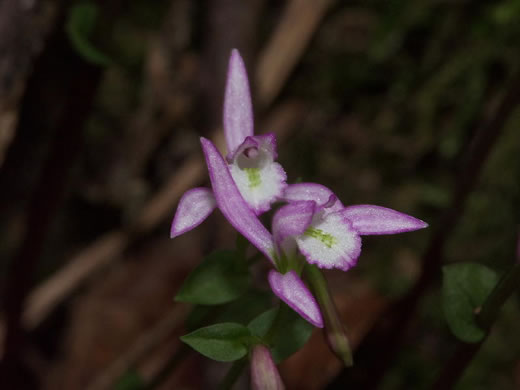 image of Triphora trianthophoros var. trianthophoros, Three Birds Orchid, Nodding Pogonia, Nodding Ettercap