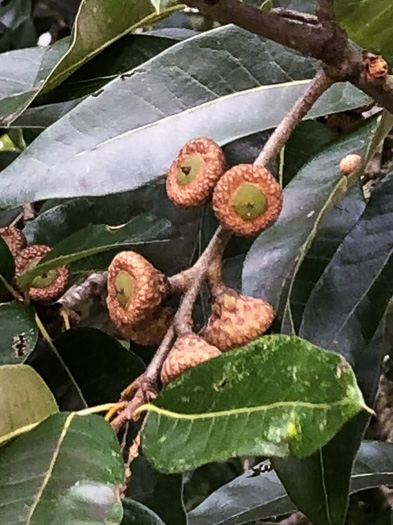 image of Quercus imbricaria, Shingle Oak