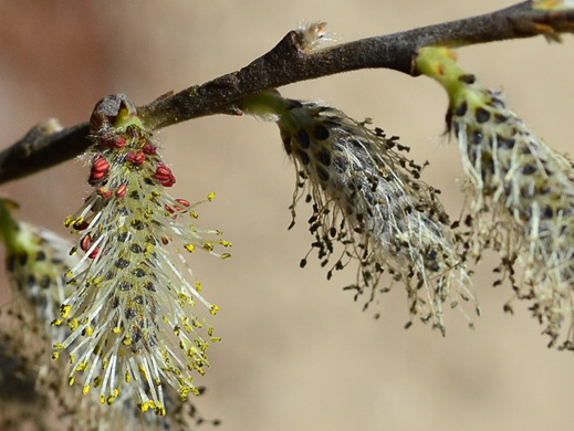 catkin