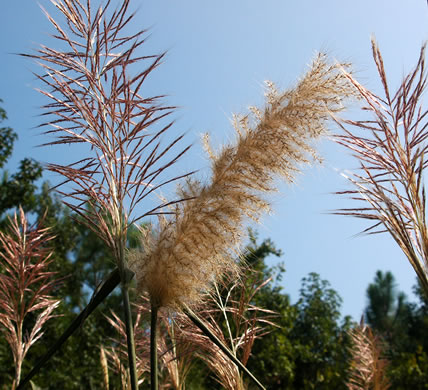 image of Erianthus giganteus, Sugarcane Plumegrass, Giant Plumegrass