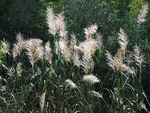 image of Erianthus giganteus, Sugarcane Plumegrass, Giant Plumegrass