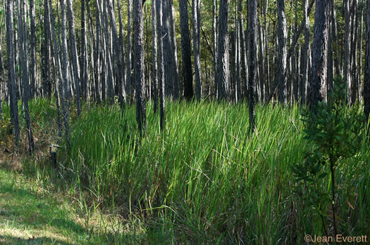 image of Imperata cylindrica, Cogongrass, Bloodroot Grass, Brazilian Satintail