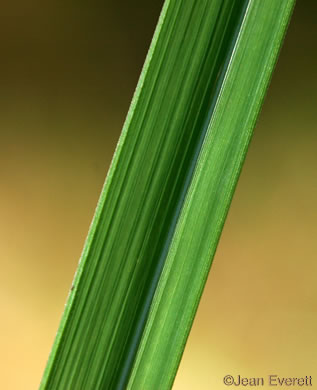 image of Imperata cylindrica, Cogongrass, Bloodroot Grass, Brazilian Satintail