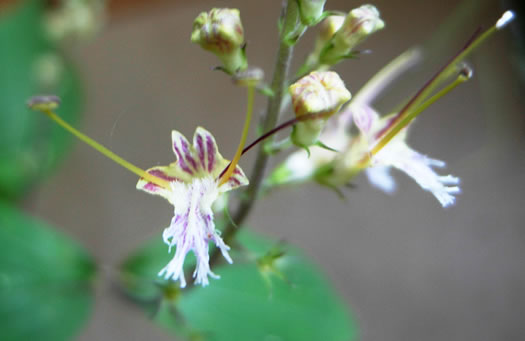 Collinsonia tuberosa, Tuberous Horsebalm, Stoneroot, Deepwoods Horsebalm