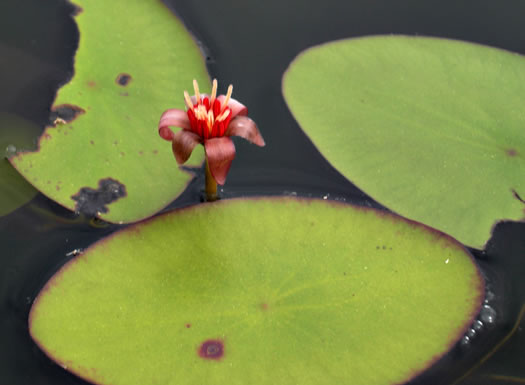 image of Brasenia schreberi, Water-shield, Purple Wen-dock