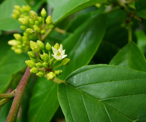 image of Frangula caroliniana, Carolina Buckthorn, Polecat-tree, Indian Currant, Indian-cherry