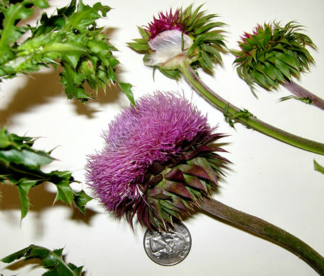 image of Carduus nutans, Nodding Thistle, Musk Thistle