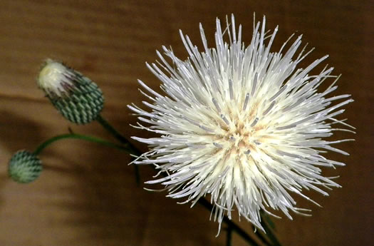 image of Cirsium nuttallii, Coastal Tall Thistle, Nuttall's Thistle