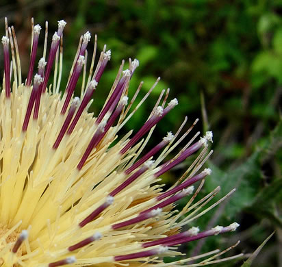 image of Cirsium horridulum var. horridulum, Common Yellow Thistle, Purple Thistle, Bristle Thistle, Horrid Thistle