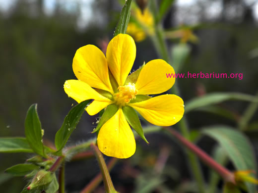 image of Ludwigia leptocarpa, Water-willow, Primrose Willow, Anglestem Primrose-willow