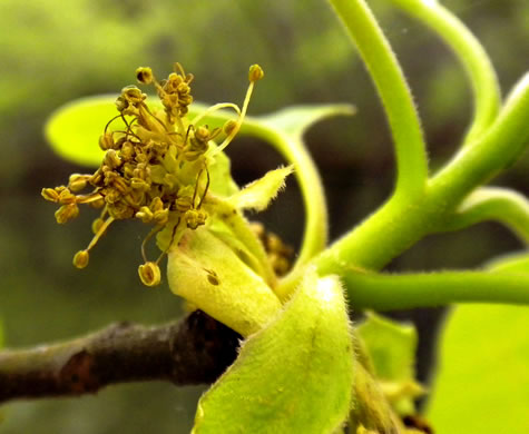 image of Nyssa aquatica, Water Tupelo, Cotton Gum, Tupelo Gum