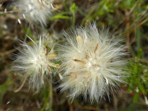 pappus