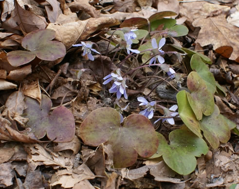 image of Hepatica americana, Round-lobed Hepatica, Round-lobed Liverleaf