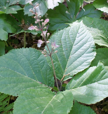 Collinsonia verticillata, Whorled Horsebalm