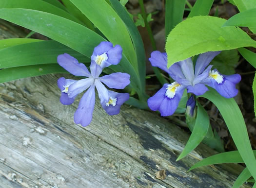 image of Iris cristata, Dwarf Crested Iris