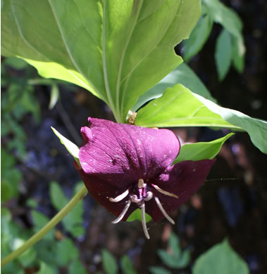 image of Trillium vaseyi, Vasey's Trillium, Sweet Trillium, Sweet Beth