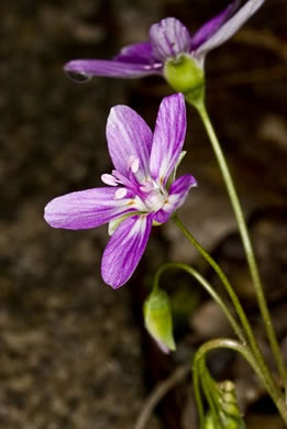 image of Claytonia virginica var. virginica, Spring-beauty