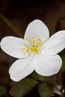 Enemion biternatum, False Rue-anemone, Isopyrum