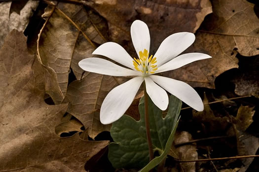 image of Sanguinaria canadensis, Bloodroot, Red Puccoon