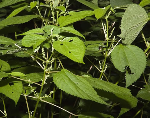 image of Boehmeria cylindrica, False Nettle, Swamp-nettle