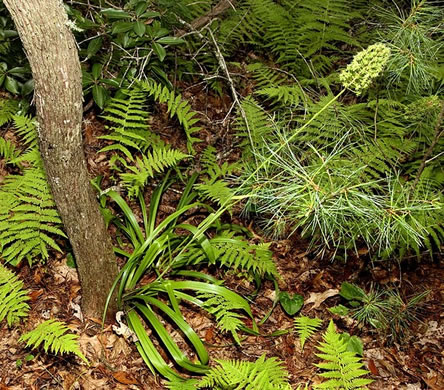 image of Amianthium muscitoxicum, Fly-poison