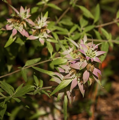 image of Monarda punctata var. punctata, Eastern Horsemint, Spotted Beebalm