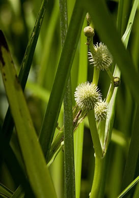 Sparganium americanum, American Bur-reed