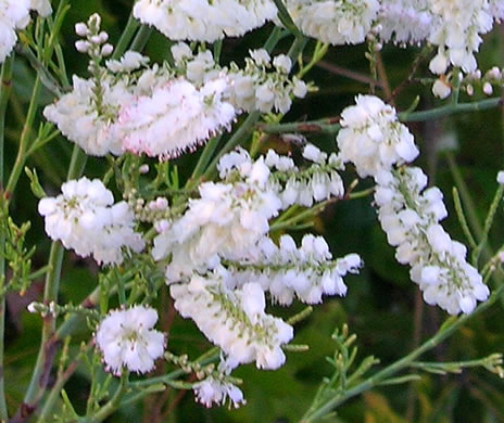 image of Polygonella americana, Southern Jointweed, Showy Jointweed