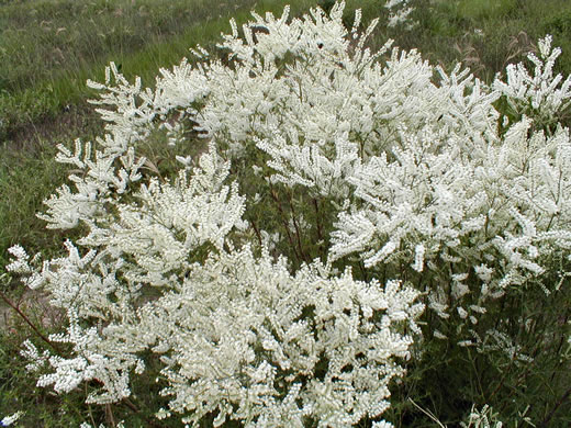 image of Polygonella americana, Southern Jointweed, Showy Jointweed