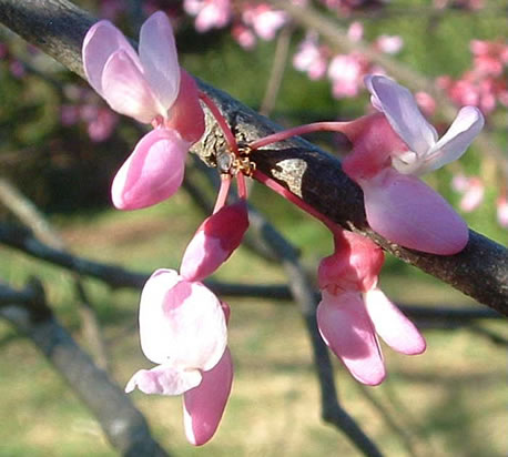 image of Cercis canadensis var. canadensis, Eastern Redbud, Judas Tree