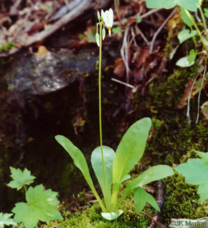 image of Primula meadia, Eastern Shooting Star